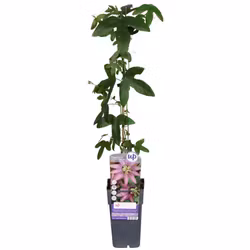 Passionsblomma/Passiflora - Lavender Lady