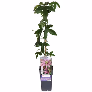 Passionsblomma/Passiflora - Lavender Lady