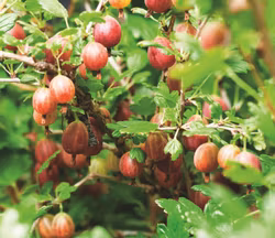 Krusbär/Ribes Uva-Crispa - Captivator