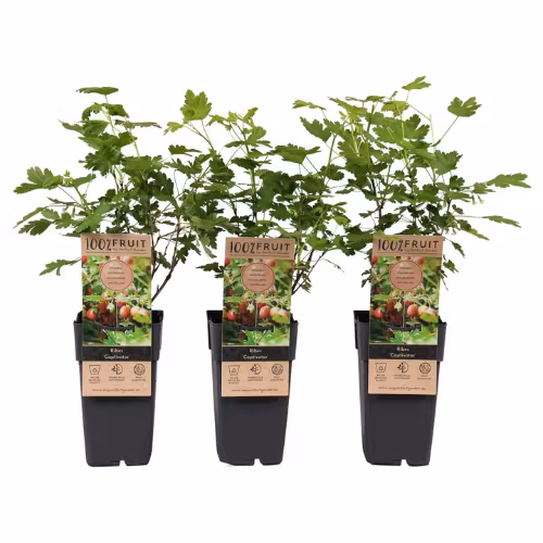 Krusbär/Ribes Uva-Crispa - Captivator