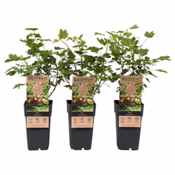 Krusbär/Ribes Uva-Crispa - Captivator