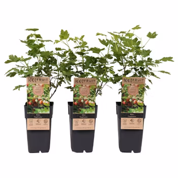 Krusbär/Ribes Uva-Crispa - Captivator