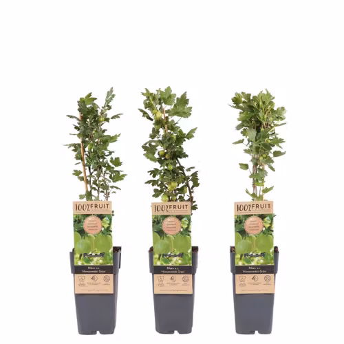 Krusbär/Ribes Uva-Crispa- Hinnonmäki Grün