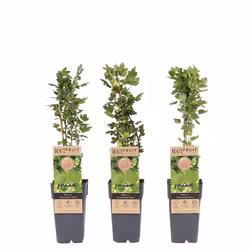 Krusbär/Ribes Uva-Crispa- Hinnonmäki Grün