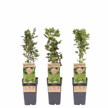 Krusbär/Ribes Uva-Crispa- Hinnonmäki Grün