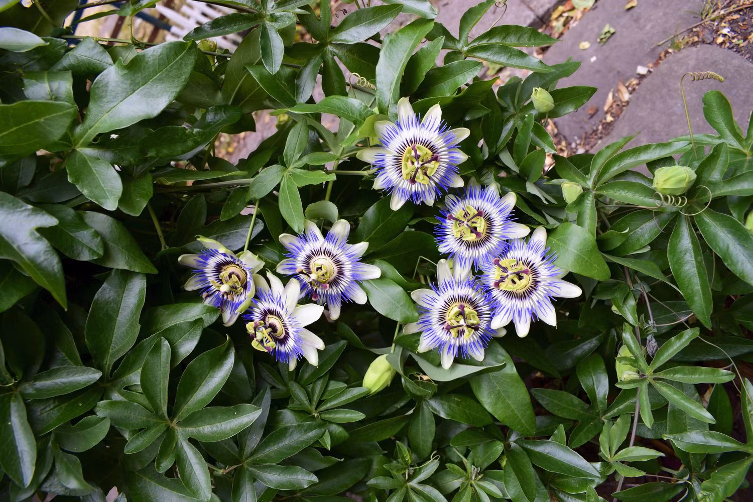Passionsblomma/Passiflora - Caerulea