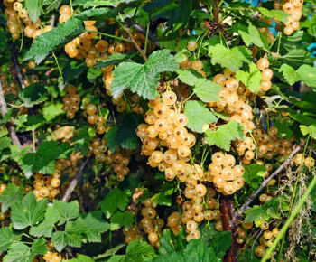 Vita Vinbär/Ribes Rubrum - Witte Parel
