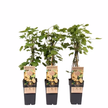 Vita Vinbär/Ribes Rubrum - Witte Parel