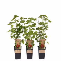 Vinbär/Ribes Rubrum - Jonkheer van Tets