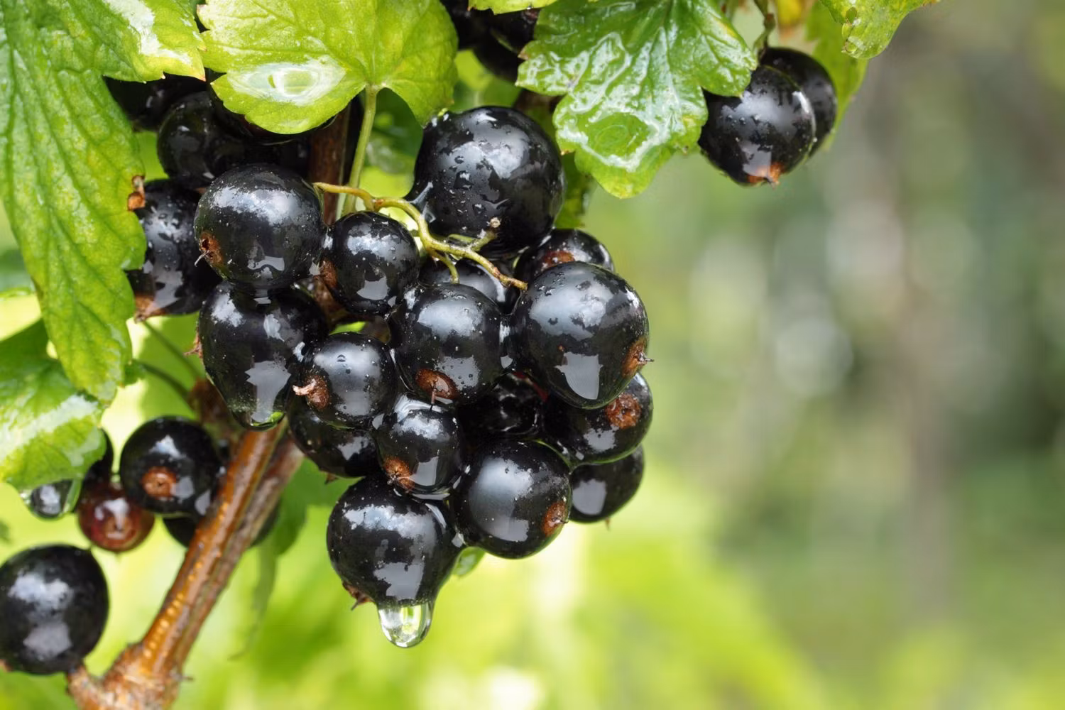Svarta Vinbär/Ribes Nigrum - Ben Nevis