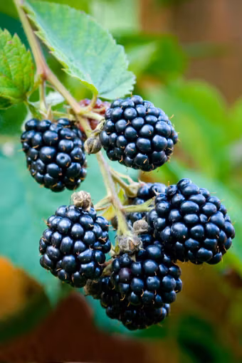 Björnbär/Rubus Fruticosus - Thornfree