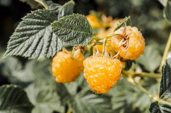 Hallon/Rubus Idaeus - Twotimer Suguna Yellow