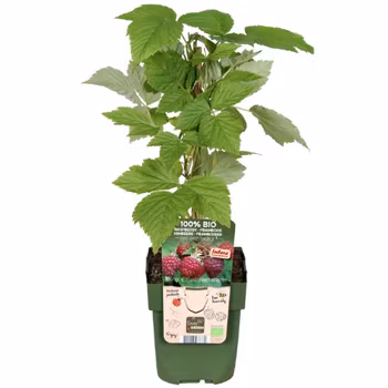 Hallon/Rubus Idaeus - Lubera Sanibelle