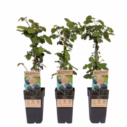 Björnbär/Rubus Fruticosus - Thornfree