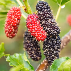 Dvärjmullbär/Morus Rotundiloba - Mojo Berry