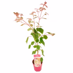 Acer x Conspicuum/Japansk Lönn - Red Flamingo