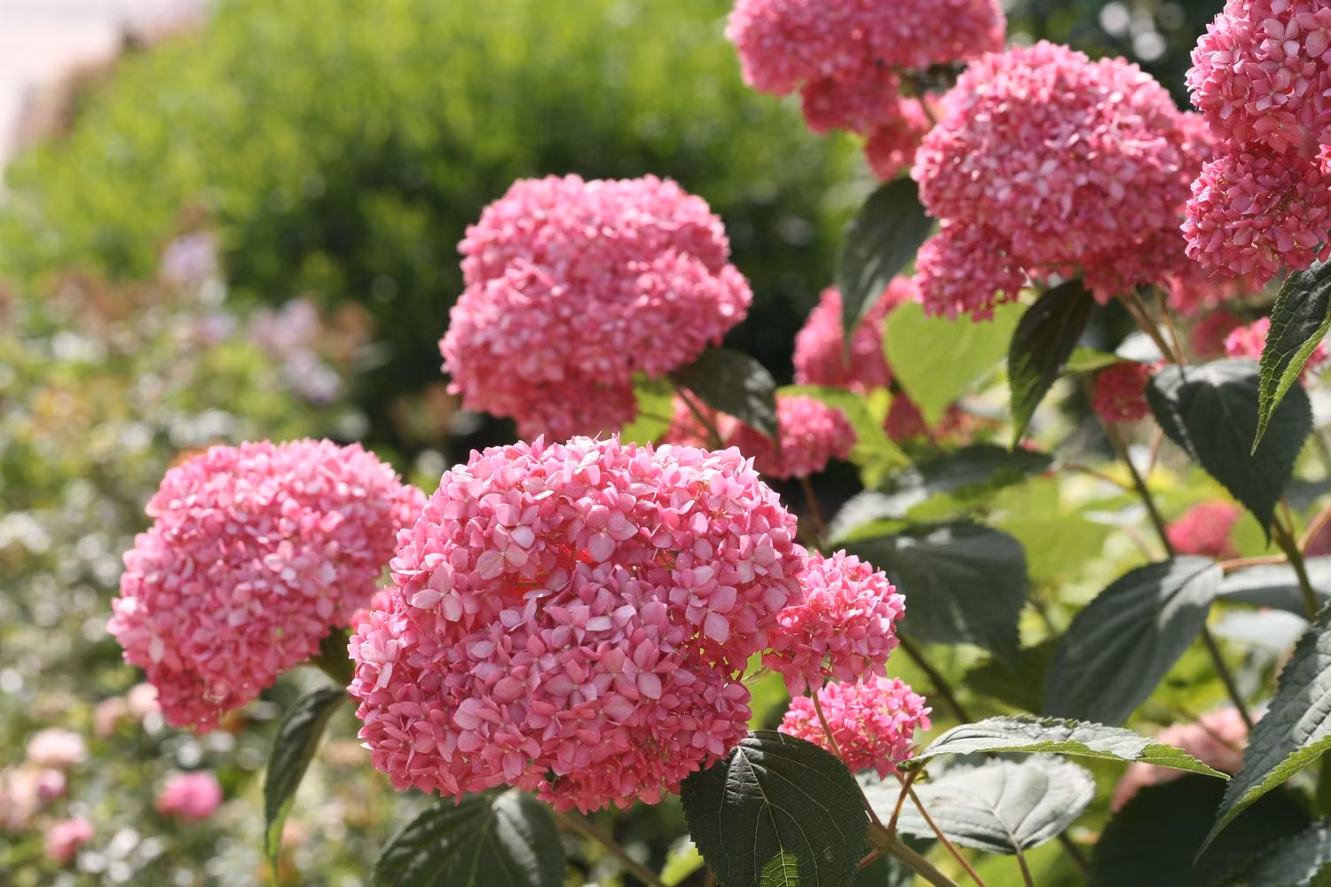 Hydrangea Arborescens/Vidjehortensia - Pink Annabelle