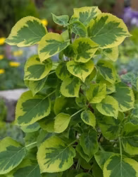 Hydrangea Anomala/Klätterhortensia - Mirranda