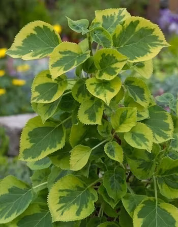 Hydrangea Anomala/Klätterhortensia - Mirranda