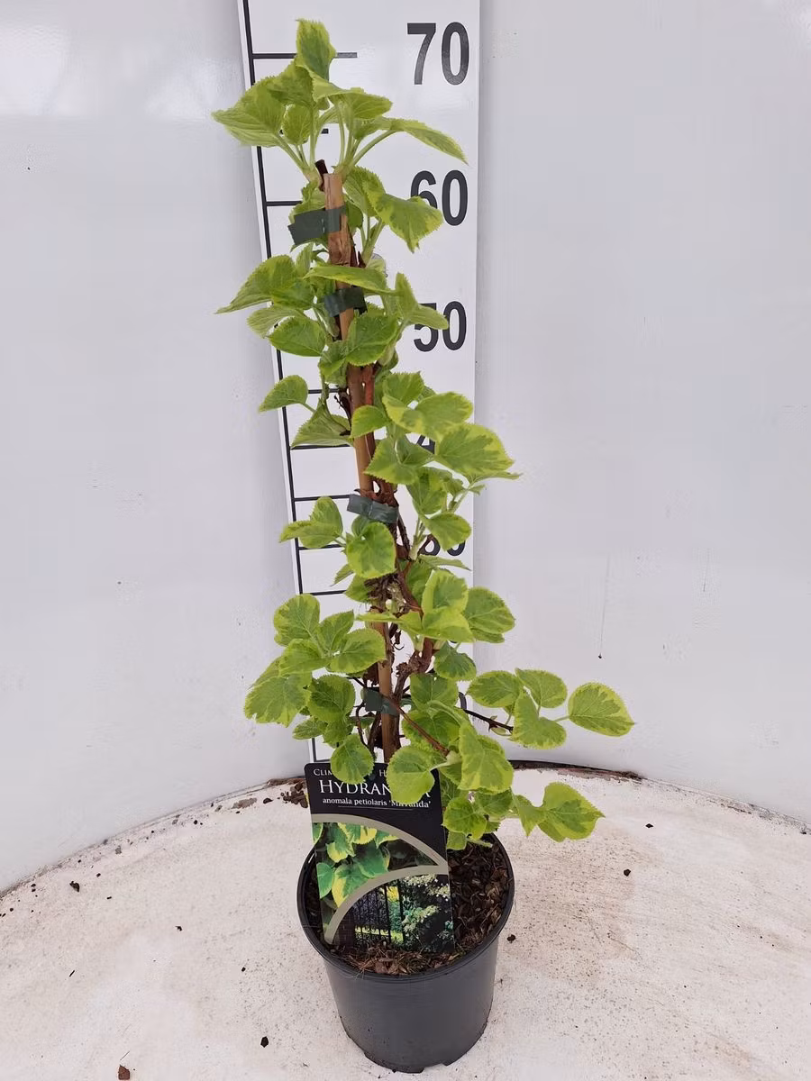 Hydrangea Anomala/Klätterhortensia - Mirranda