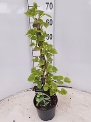 Hydrangea Anomala/Klätterhortensia - Mirranda