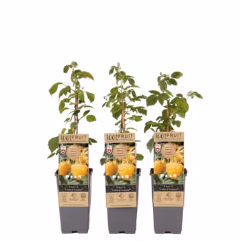 Hallon/Rubus Idaeus - Twotimer Suguna Yellow