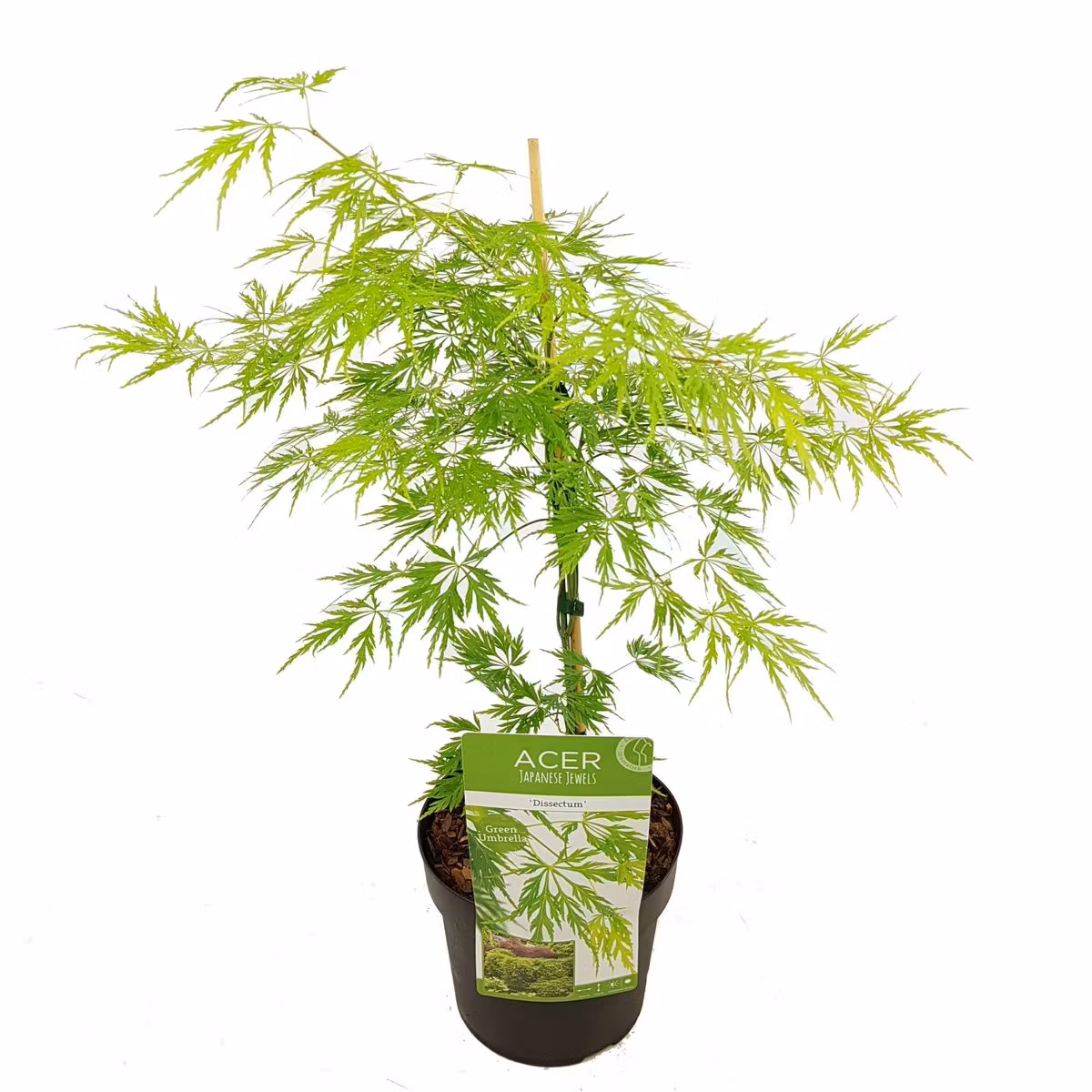 Acer/Japansk Lönn - Dissectum