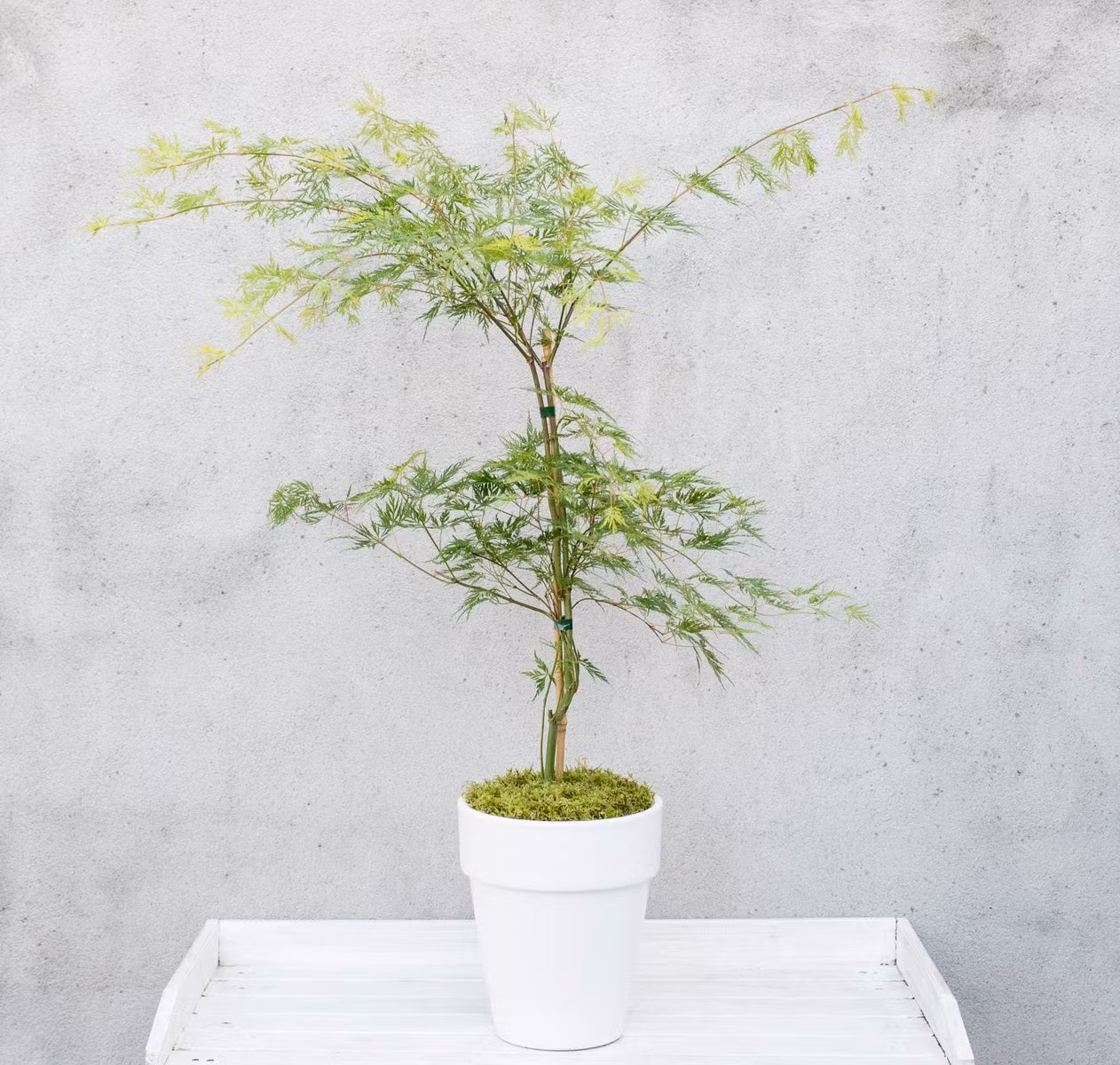 Acer/Japansk Lönn - Emerald Lace