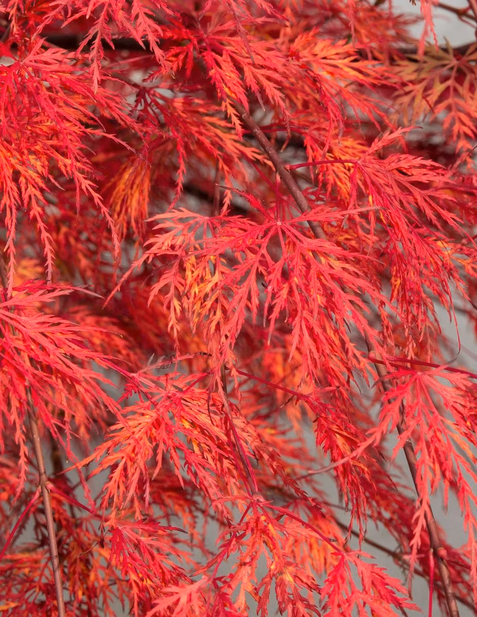 Acer/Japansk Lönn - Emerald Lace
