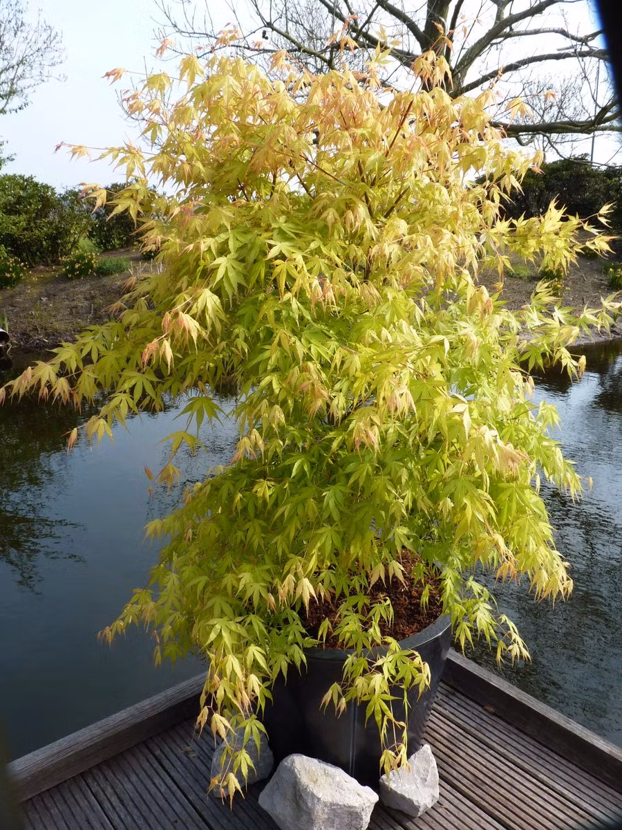 Acer/Japansk Lönn - Katsura