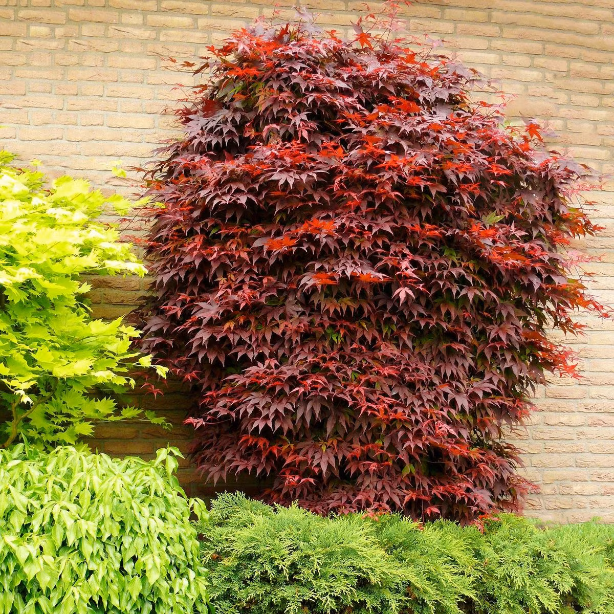 Acer/Japansk Lönn - Atropurpureum