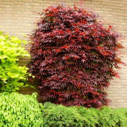 Acer/Japansk Lönn - Atropurpureum