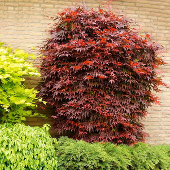 Acer/Japansk Lönn - Atropurpureum