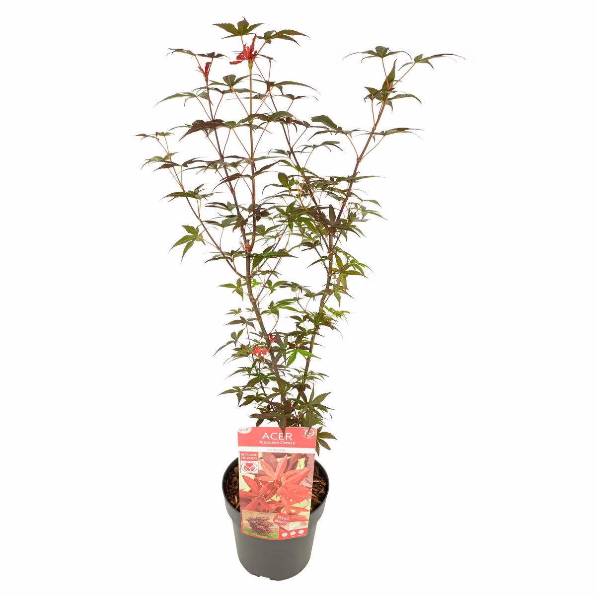Acer/Japansk Lönn - Little Red