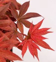 Acer/Japansk Lönn - Little Red