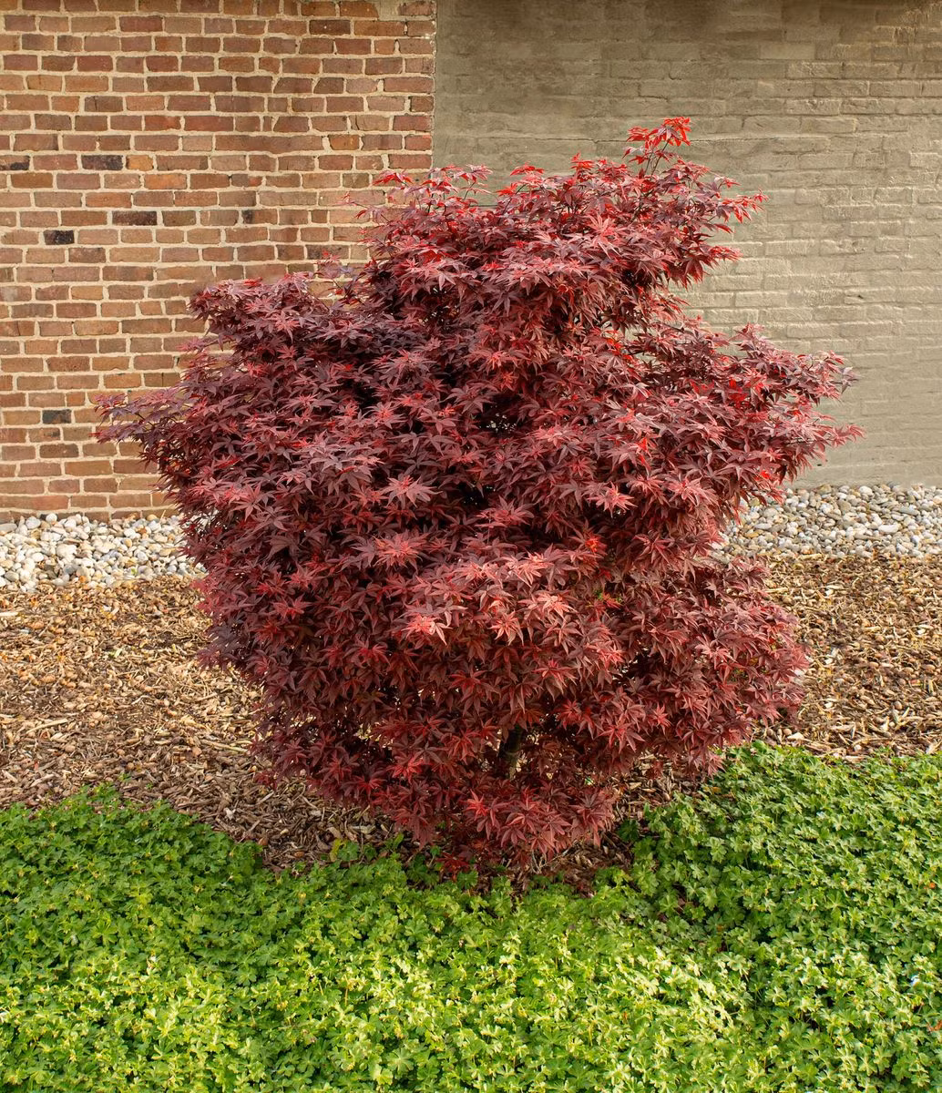 Acer/Japansk Lönn - Little Red