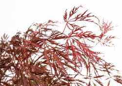 Acer/Japansk Lönn - Crimson Quenn