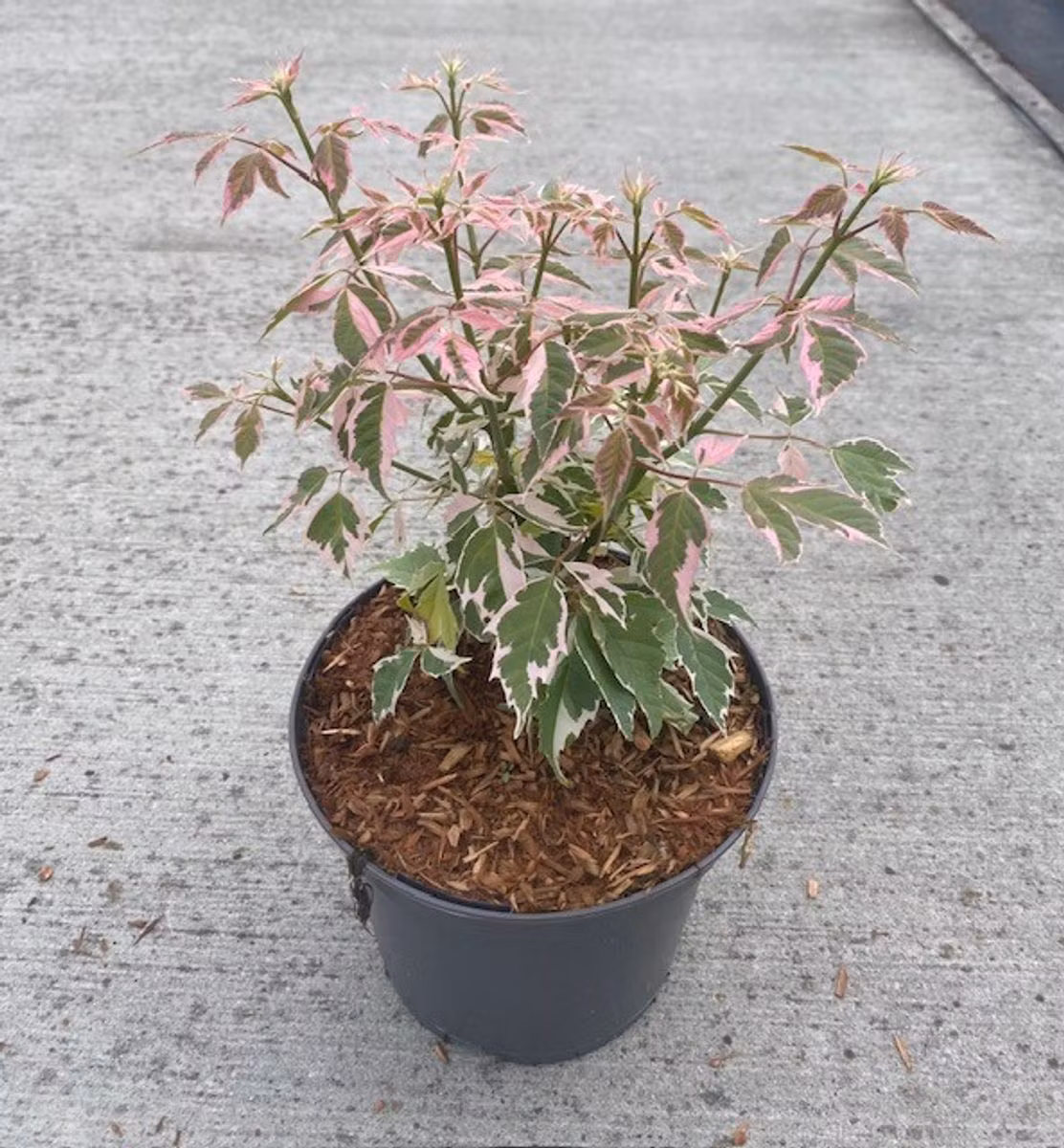 Acer/Japansk Lönn - Flamingo