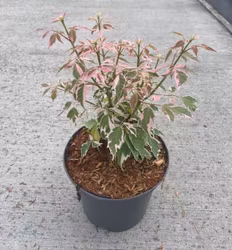 Acer/Japansk Lönn - Flamingo