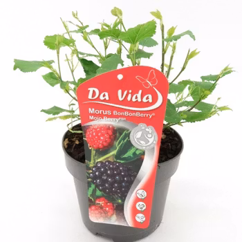 Dvärjmullbär/Morus Rotundiloba - Mojo Berry