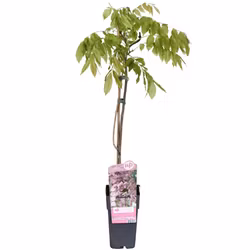 Blåregn/Wisteria Floribunda - Rosea