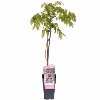 Blåregn/Wisteria Floribunda - Rosea