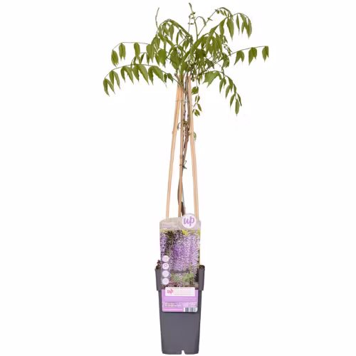 Blåregn/Wisteria Floribunda - Naga Noda