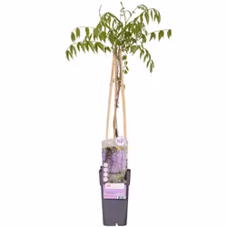 Blåregn/Wisteria Floribunda - Naga Noda