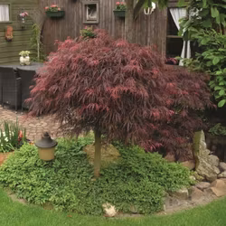Acer/Japansk Lönn - Inaba-Shidare