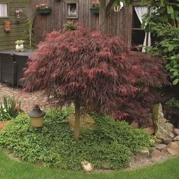 Acer/Japansk Lönn - Inaba-Shidare