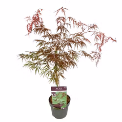 Acer/Japansk Lönn - Inaba-Shidare