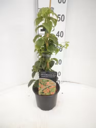 Hydrangea Anomala/Klätterhortensia - Crug Coral