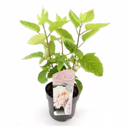 Hydrangea Arborescens/Vidjehortensia - Candybelle Marshmallow