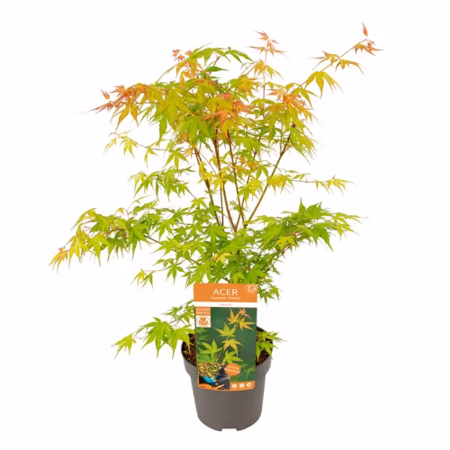Acer/Japansk Lönn - Katsura